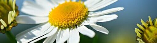 dandelion flower